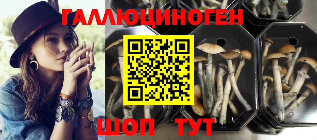 Псилоцибиновые грибы Cubensis Белая Калитва